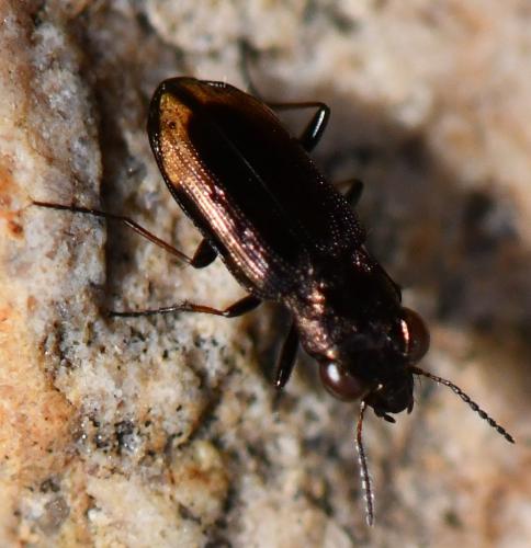 Réf. 269 069 : Notiophilus quadripunctatus